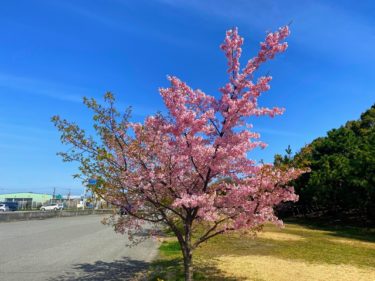 Sakura in WAKAYAMA.
